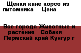 Щенки кане корсо из  питомника! › Цена ­ 65 000 - Все города Животные и растения » Собаки   . Пермский край,Кунгур г.